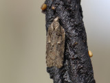 1242   Acleris nigrilineana  061.jpg