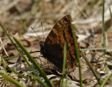 2106   Nymphalis xanthomelas  063.jpg