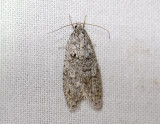 0541   Semioscopis strigulana  032.jpg