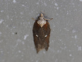 1256   Acleris hastiana  051.jpg