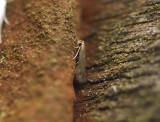 0090   Stigmella roborella? 115.jpg