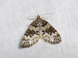 2389   Electrophaes corylata  042.jpg