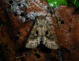 2922   Hada plebeja  058.jpg