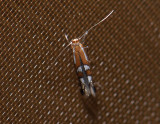 0354   Phyllonorycter junoniella  080.jpg