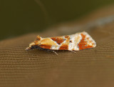 1183   Phtheochroa vulneratana  037.jpg