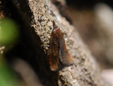 1290   Sparganothis rubicundana  358.jpg