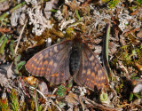 2093   Boloria improba  500.jpg