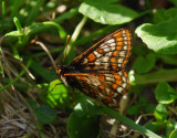 2109   Euphydryas iduna  654.jpg