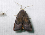 3007 Noctua janthina 174.jpg