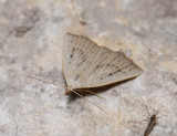 2581   Macrochilo cribrumalis  226.jpg