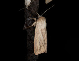 2951   Mythimna pudorina  248.jpg