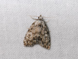 3078   Meganola strigula  081.jpg