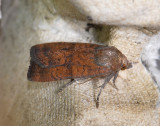 3008 Noctua interjecta 170.jpg
