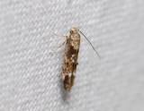 0880   Mompha lacteella  168.jpg
