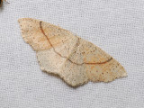 2288   Cyclophora punctaria  182.jpg