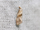 1222   Cochylidia implicitana  008.jpg