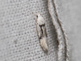 0993 Carpatolechia alburnella 071.jpg