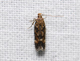 1072 Caryocolum fraternella 139.jpg