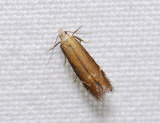 0944 Monochroa cytisella 153.jpg