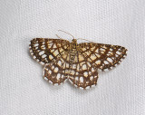 2191   Chiasmia clathrata  033.jpg