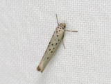 0412   Yponomeuta sedella  012.jpg