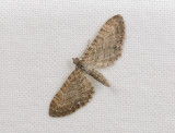 2600   Eupithecia  017.jpg