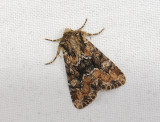 2847   Apamea illyria  039.jpg