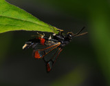 1160   Synanthedon formicaeformis  126.jpg