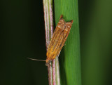 1581   Lathronympha strigana  140.jpg