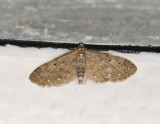 2461   Eupithecia tripunctaria  207.jpg