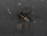 spider  217.jpg