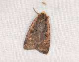 3015   Eugraphe sigma  253.jpg