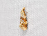 1214   Aethes cnicana  079.jpg