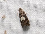 1587   Pammene ignorata  297.jpg