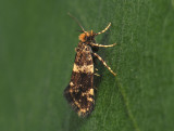 0247   Diplodoma laichartingella  012.jpg