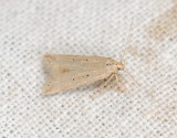 1119   Brachmia inornatella  095.jpg