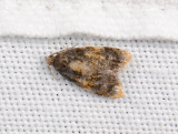 1234   Spatalistis bifasciana  174.jpg