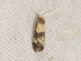 1188   Phalonidia gilvicomana  078.jpg