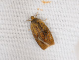 1316   Ptycholoma lecheana  140.jpg