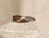 1584   Pammene fasciana  208.jpg