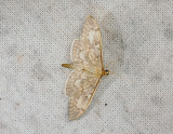 1905   Perinephela lancealis  060.jpg