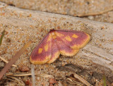 2308   Idaea muricata  094.jpg