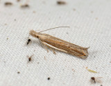 1084 Sophronia semicostella 010.jpg