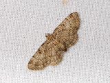 2489   Pasiphila chloerata  057.jpg