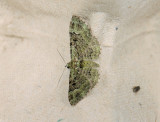 2487   Chloroclystis v-ata  010.jpg