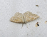 2292   Scopula immorata  064.jpg