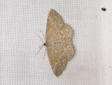 2292   Scopula immorata  075.jpg