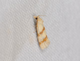 1211   Aethes beatricella  082.jpg