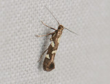 0325   Calybites phasianipennella  104.jpg