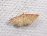 2313   Idaea humiliata  002.jpg